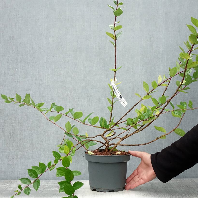 Exemplaar van Lonicera fragrantissima - Winterkamperfoelie Pot van 2 l/3 l zoals geleverd in de herfst