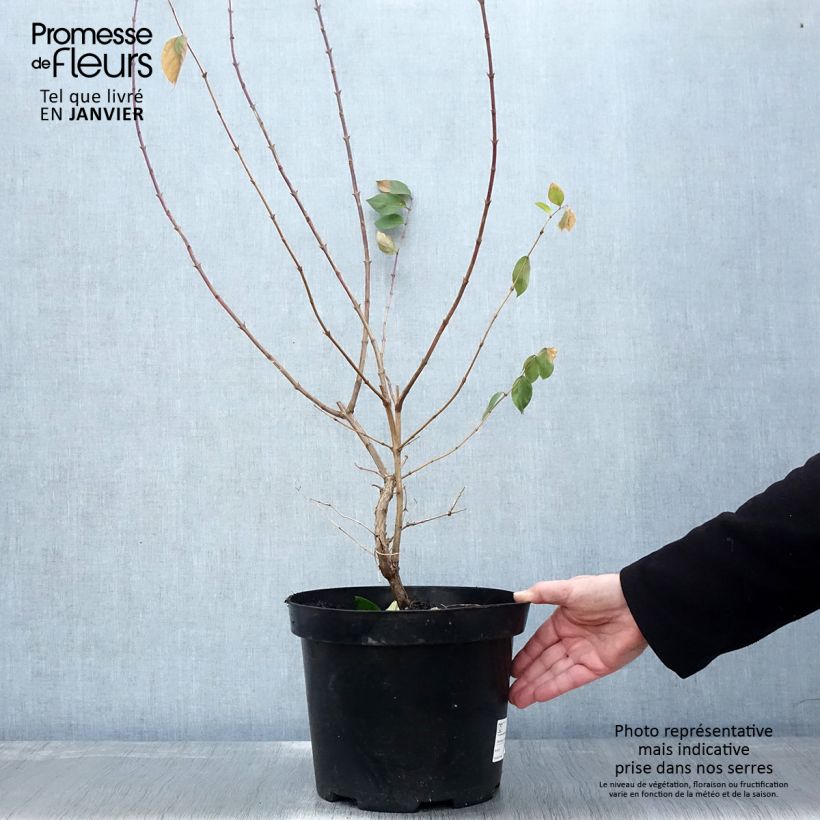 Example of Lonicera fragrantissima - Winterkamperfoelie Pot van 7,5 l/10 l as you get in hiver