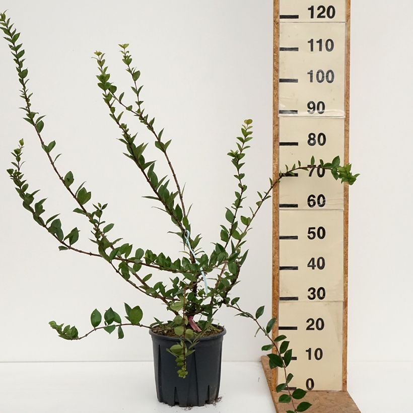 Exemplaar van Lonicera fragrantissima - Winterkamperfoelie Pot van 7,5 l/10 l zoals geleverd in de herfst