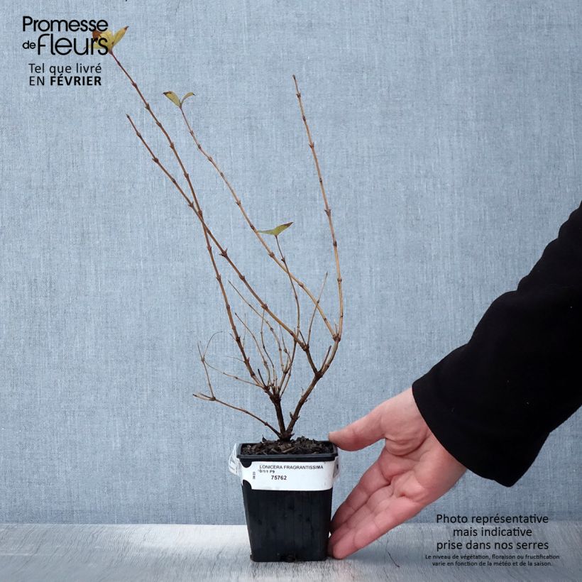 Example of Lonicera fragrantissima - Winterkamperfoelie Kweekpotje van 8/9 cm as you get in hiver