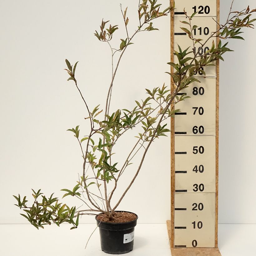 Exemplaar van Lonicera involucrata var. ledebourii - Kamperfoelie Pot van 4 l/5 l zoals geleverd in de zomer