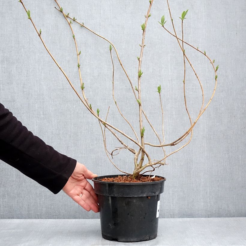 Example of Lonicera involucrata var. ledebourii - Chèvrefeuille de Ledebour Pot van 4 l/5 l as you get in printemps