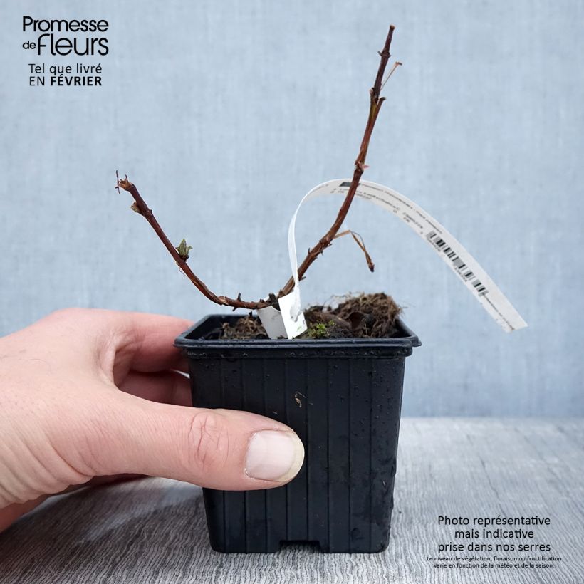 Exemplaar van Honingbes Blue Velvet Kweekpotje van 8/9 cm zoals geleverd in de winter