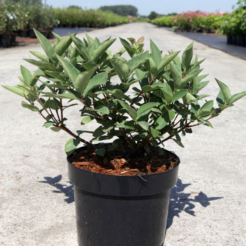 Honingbes Blue Velvet (Groeiplaats)