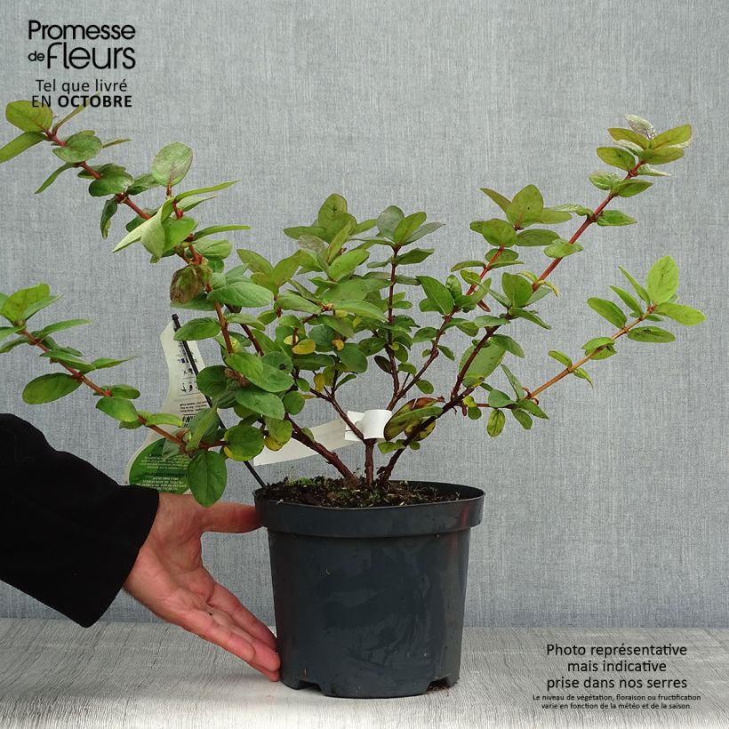 Exemplaar van Honingbes Duet Pot van 1,5 l/2 l, Struik zoals geleverd in de herfst