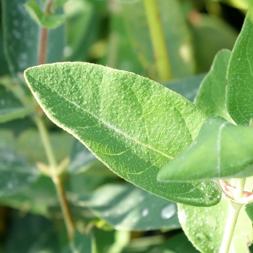 Lonicera kamtschatica Kalinka - Honingbes (Blad)