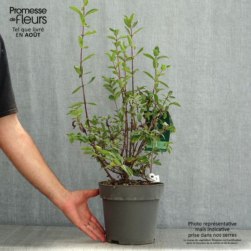 Exemplaar van Lonicera kamtschatica Kalinka - Honingbes Pot van 1,5 l/2 l zoals geleverd in de zomer