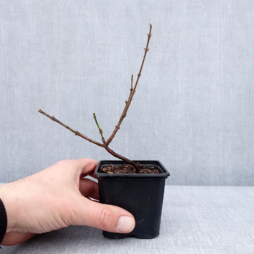 Exemplaar van Honingbes Kiev Kweekpotje van 8/9 cm, Struik zoals geleverd in de winter