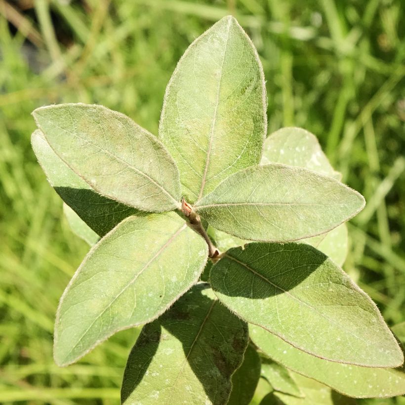 Honingbes Kiev (Blad)