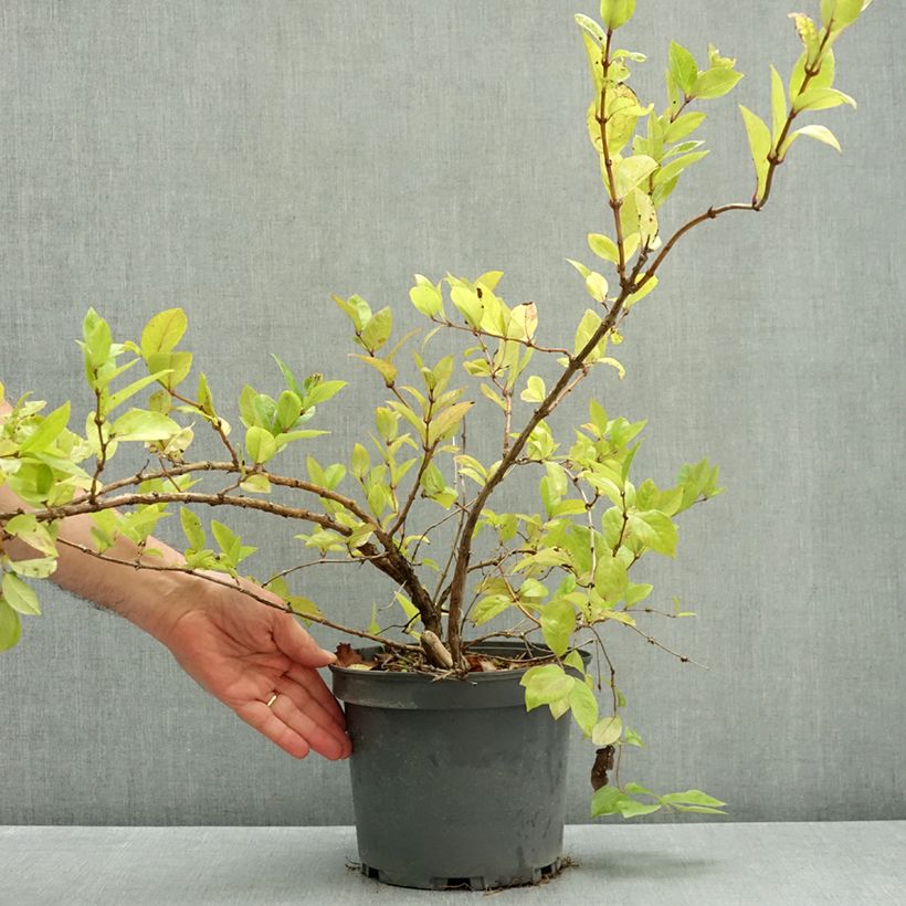 Exemplaar van Lonicera maackii - Maack-kamperfoelie Pot van 4 l/5 l zoals geleverd in de herfst