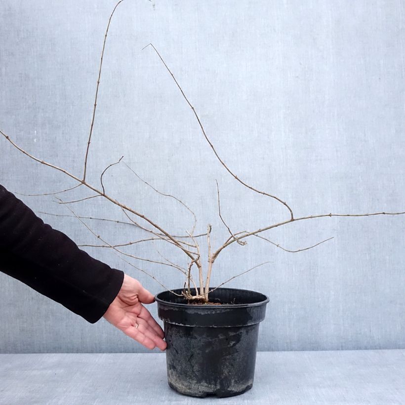 Example of Lonicera maackii - Chèvrefeuille de Maack Pot van 4 l/5 l as you get in hiver