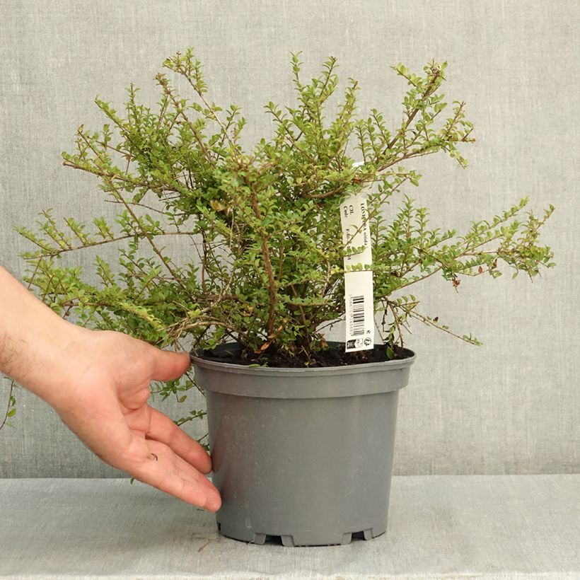 Exemplaar van Lonicera nitida - Chinese kamperfoelie Pot van 3 l/4 l zoals geleverd in de zomer