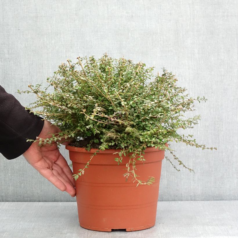 Example of Lonicera nitida - Chinese kamperfoelie Pot van 3 l/4 l as you get in hiver