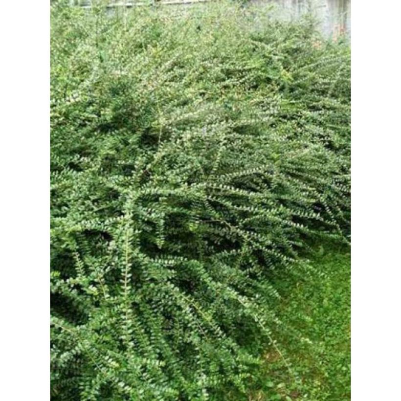 Lonicera nitida Ernest Wilson - Chinese kamperfoelie (Foliage)