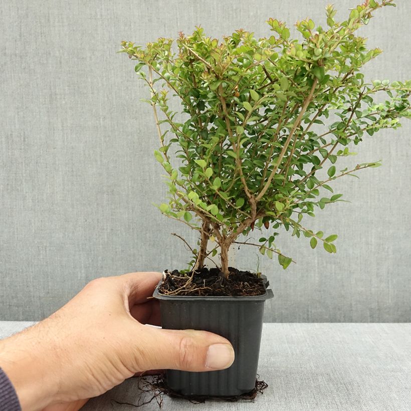 Exemplaar van Lonicera nitida Ernest Wilson - Chinese kamperfoelie Kweekpotje van 8/9 cm zoals geleverd in de zomer