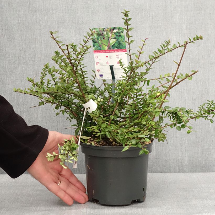 Example of Lonicera nitida Garden Clouds Copper Glow - Chinese kamperfoelie Pot van 2 l/3 l as you get in hiver