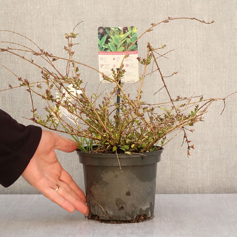 Exemplaar van Lonicera nitida Garden Clouds Copper Glow - Chinese kamperfoelie Pot van 2 l/3 l zoals geleverd in de lente