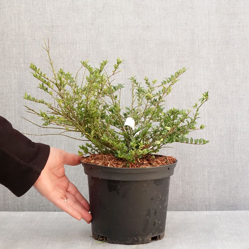 Exemplaar van Lonicera nitida Garden Clouds Green Breeze - Chinese kamperfoelie Pot van 4 l/5 l zoals geleverd in de winter