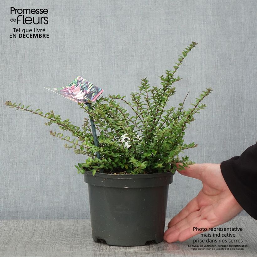 Exemplaar van Lonicera nitida Garden Clouds Purple Storm - Chèvrefeuille arbustif Pot de 2L/3L zoals geleverd in de herfst