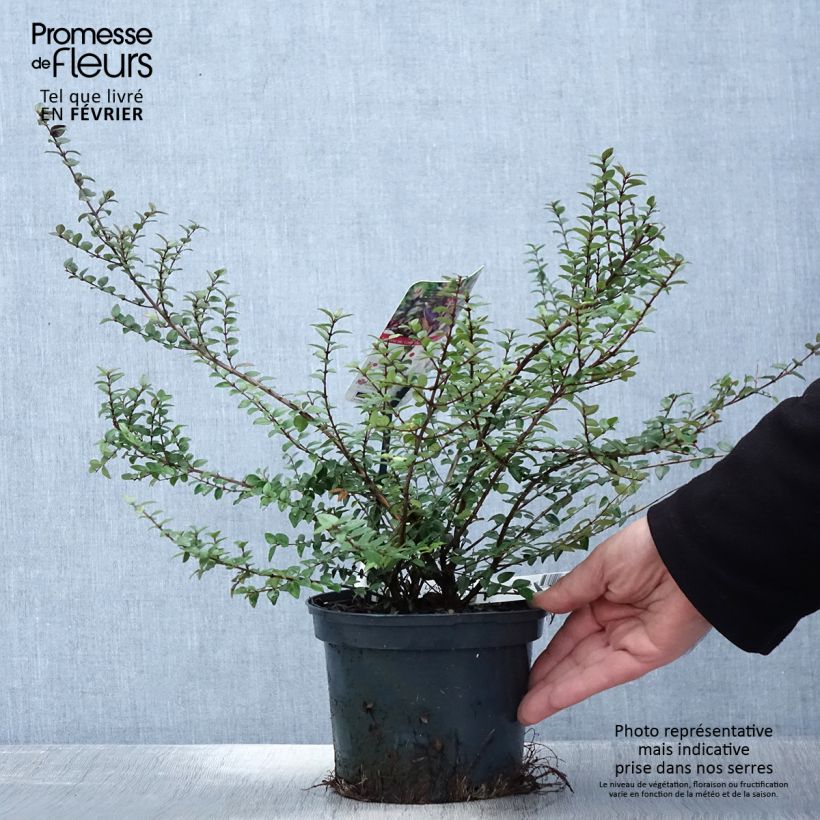 Example of Lonicera nitida Garden Clouds Purple Storm - Chèvrefeuille arbustif Pot van 2 l/3 l as you get in hiver