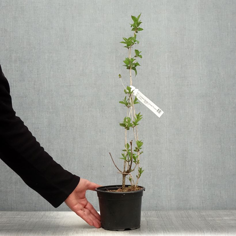 Exemplaar van Lonicera nitida Purple Storm - Chinese kamperfoelie Pot van 2 l/3 l zoals geleverd in de lente