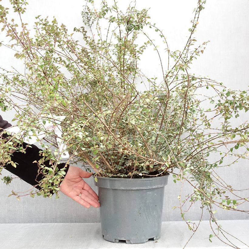 Exemplaar van Lonicera nitida Purple Storm - Chinese kamperfoelie Pot van 7,5 l/10 l zoals geleverd in de herfst