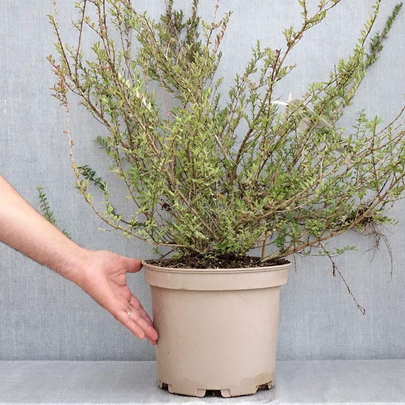 Example of Lonicera nitida Garden Clouds Purple Storm - Chèvrefeuille arbustif Pot van 7,5 l/10 l as you get in ete