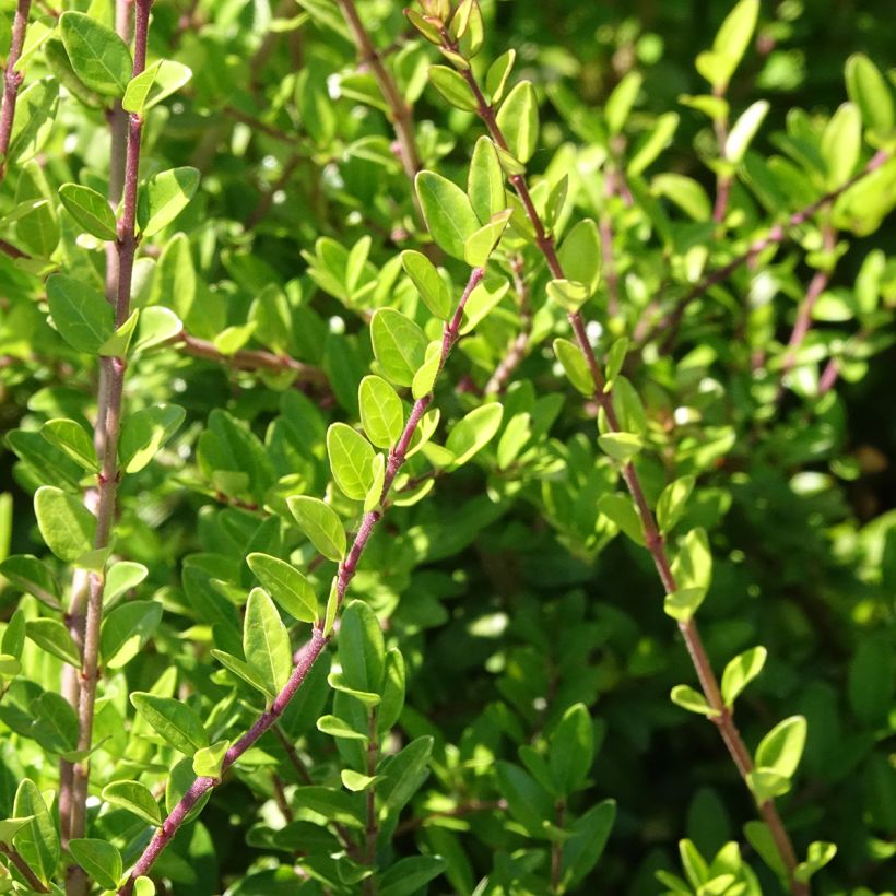 Lonicera nitida Hohenheimer Findling - Chinese kamperfoelie (Bloei)