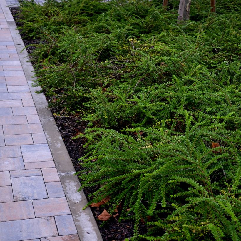 Lonicera nitida Hohenheimer Findling - Chinese kamperfoelie (Plant habit)