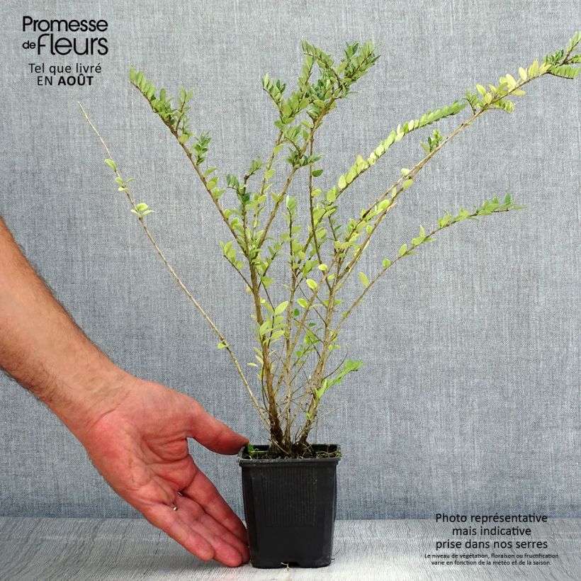 Exemplaar van Lonicera nitida Hohenheimer Findling - Chinese kamperfoelie Kweekpotje van 8/9 cm zoals geleverd in de zomer