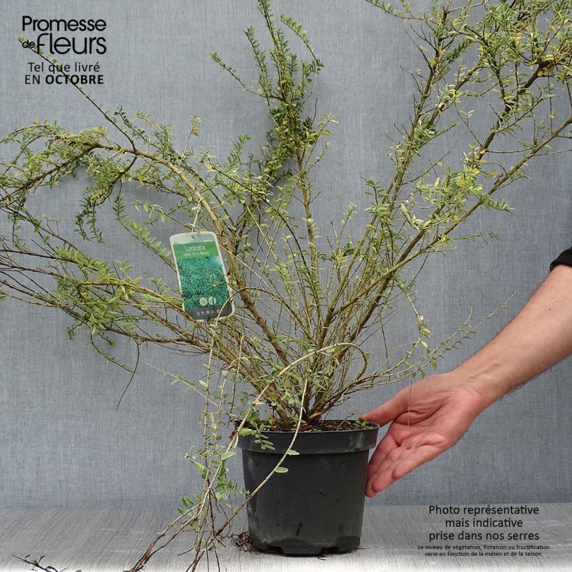Exemplaar van Lonicera nitida Silver Beauty - Chinese kamperfoelie Pot van 2 l/3 l zoals geleverd in de herfst