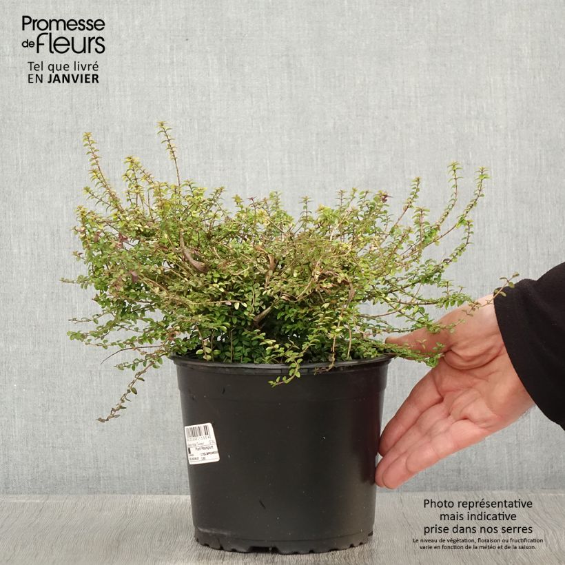 Example of Lonicera nitida Twiggy - Chèvrefeuille à feuilles de buis Pot van 2 l/3 l as you get in hiver