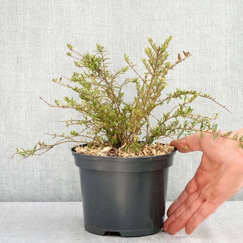 Exemplaar van Lonicera nitida Twiggy - Chinese kamperfoelie Pot van 2 l/3 l zoals geleverd in de lente