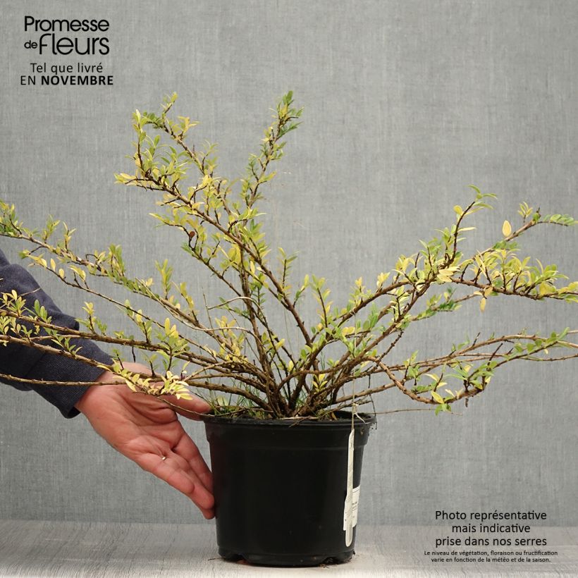 Exemplaar van Lonicera pileata - Dooskamperfoelie Pot van 2 l/3 l zoals geleverd in de herfst