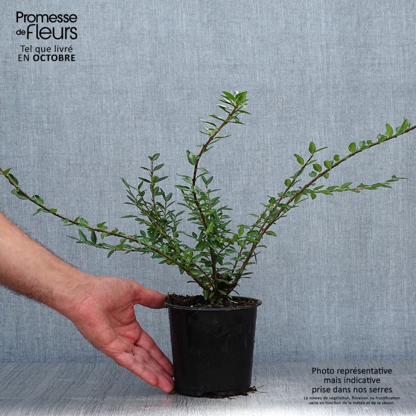 Exemplaar van Lonicera pileata - Dooskamperfoelie Pot van 1 l/1,5 l zoals geleverd in de herfst