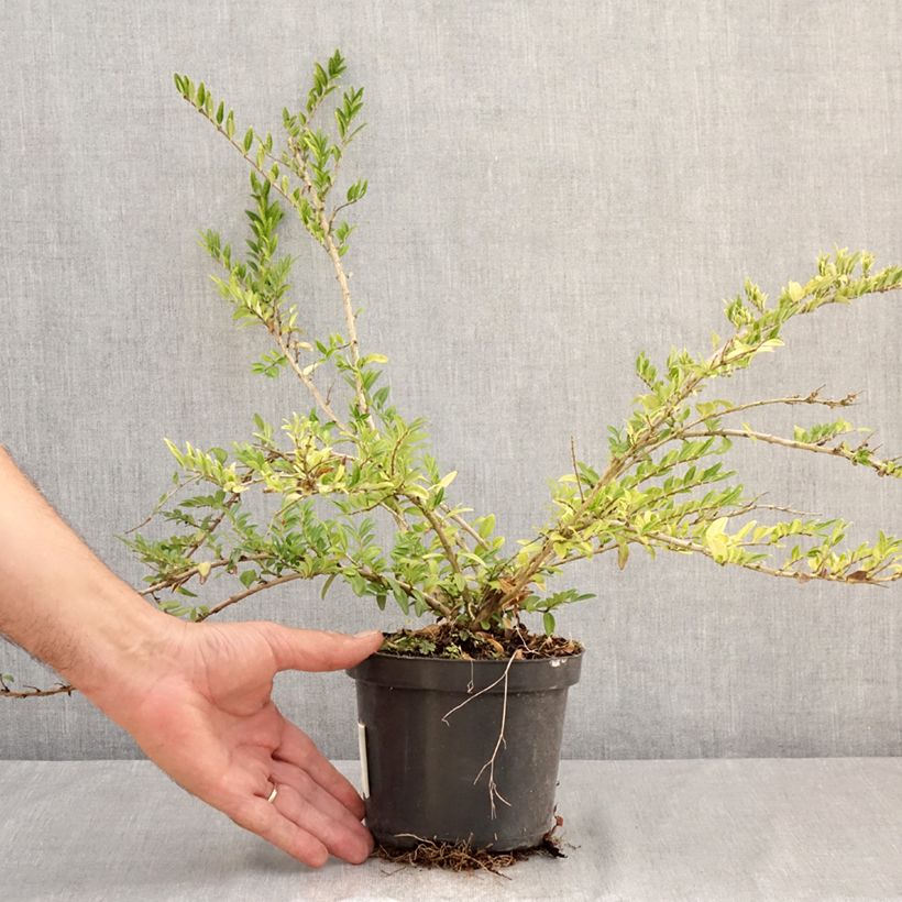Exemplaar van Lonicera pileata Mossgreen - Dooskamperfoelie Pot van 1 l/1,5 l zoals geleverd in de zomer