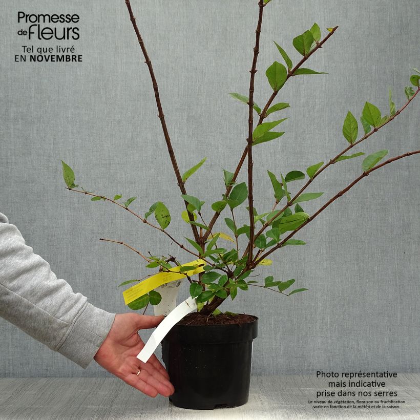 Exemplaar van Lonicera purpusii Winter Beauty - Winterkamperfoelie Pot van 2 l/3 l zoals geleverd in de herfst