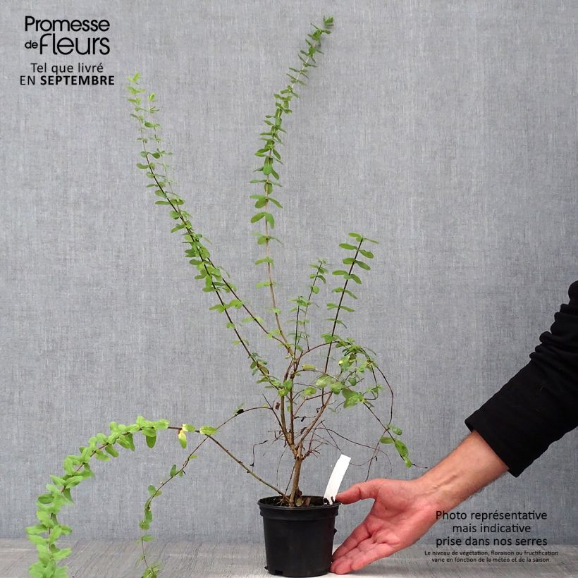 Example of Lonicera syringantha - Chèvrefeuille lilas Pot van 1 l/1,5 l as you get in automne