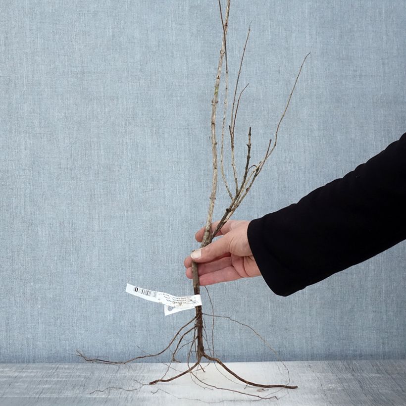 Example of Lonicera tatarica Rosea - Chèvrefeuille de Tartarie Naakte wortel as you get in hiver