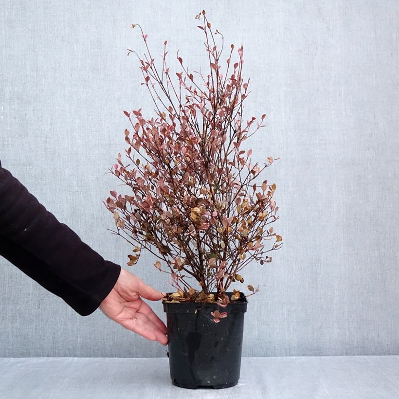 Exemplaar van Lophomyrtus Golden Dragon - Nieuw-Zeelandse mirte Pot van 3 l/4 l zoals geleverd in de herfst