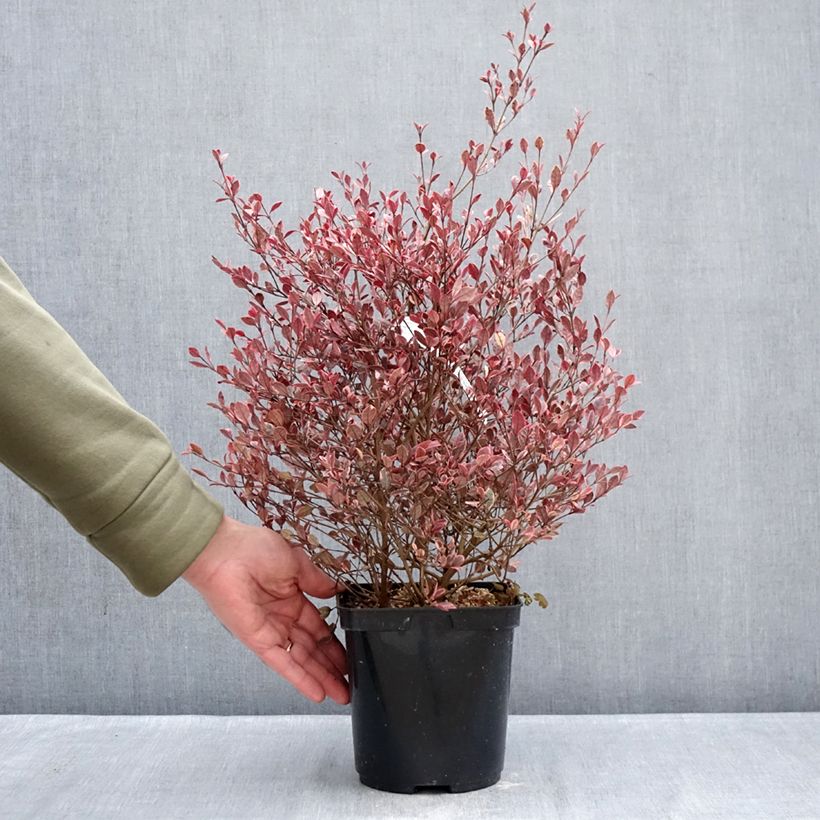 Example of Lophomyrtus Golden dragon Pot van 3 l/4 l as you get in hiver