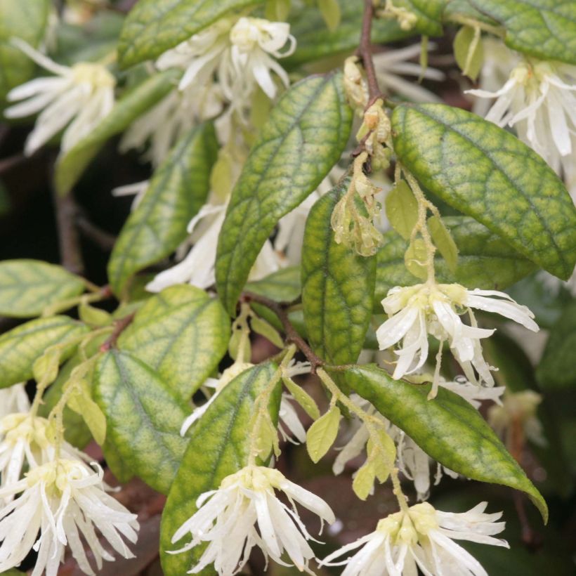 Loropetalum chinense - Chinese franjeboom (Foliage)