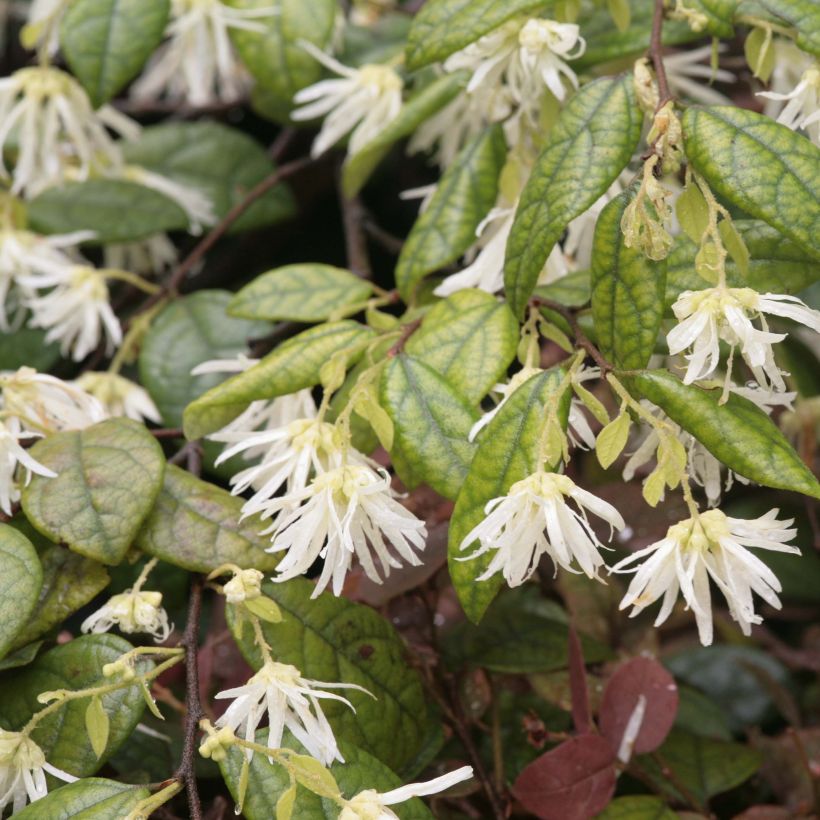 Loropetalum chinense - Chinese franjeboom (Flowering)