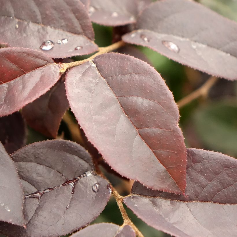 Loropetalum chinense Black Pearl - Chinese franjeboom (Blad)