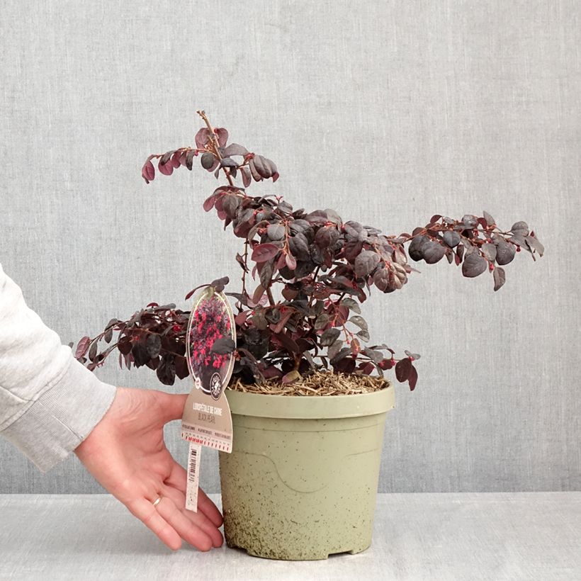 Exemplaar van Loropetalum chinense Black Pearl - Chinese franjeboom Pot van 3 l/4 l zoals geleverd in de winter