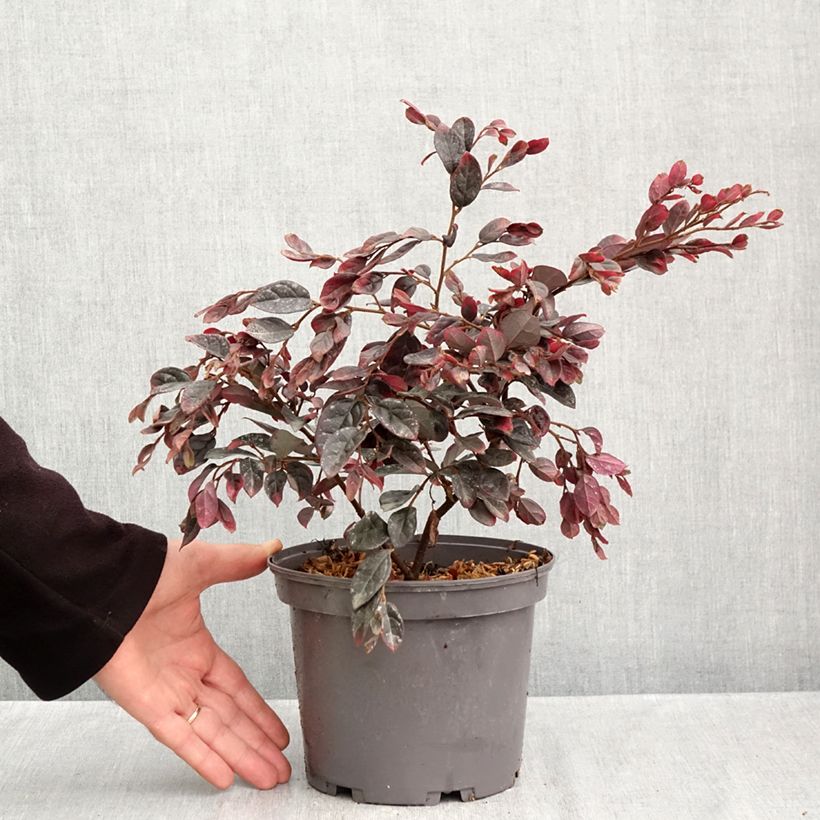 Exemplaar van Loropetalum chinense Ever Red - Chinese franjeboom Pot van 3 l/4 l zoals geleverd in de herfst