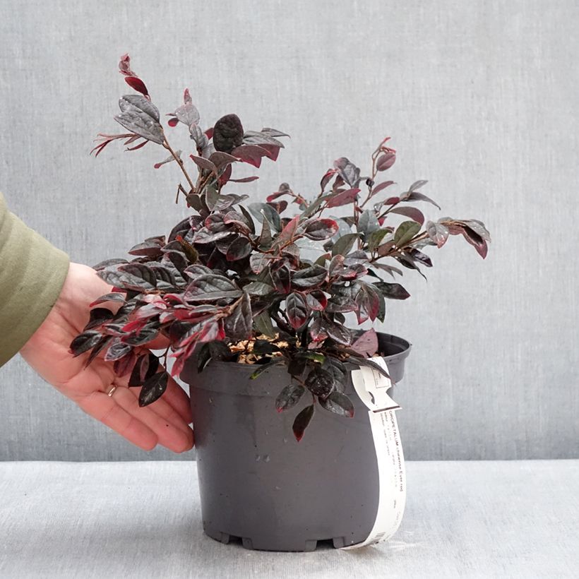 Example of Loropetalum chinense Ever Red - Chinese franjeboom Pot van 3 l/4 l as you get in hiver