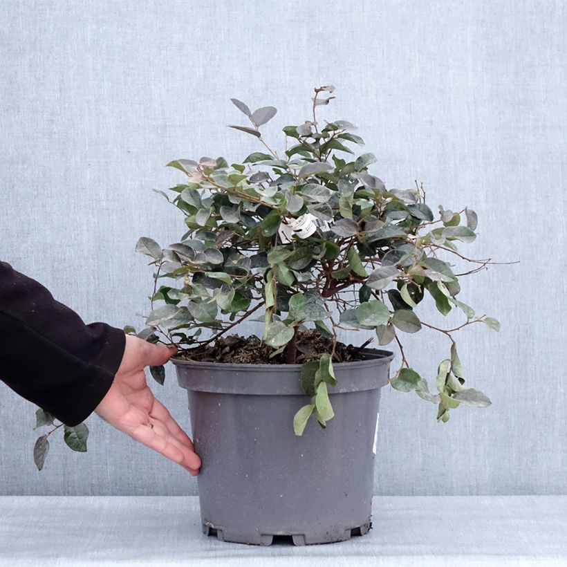 Example of Loropetalum chinense Ever Red - Chinese franjeboom Pot van 7,5 l/10 l as you get in hiver