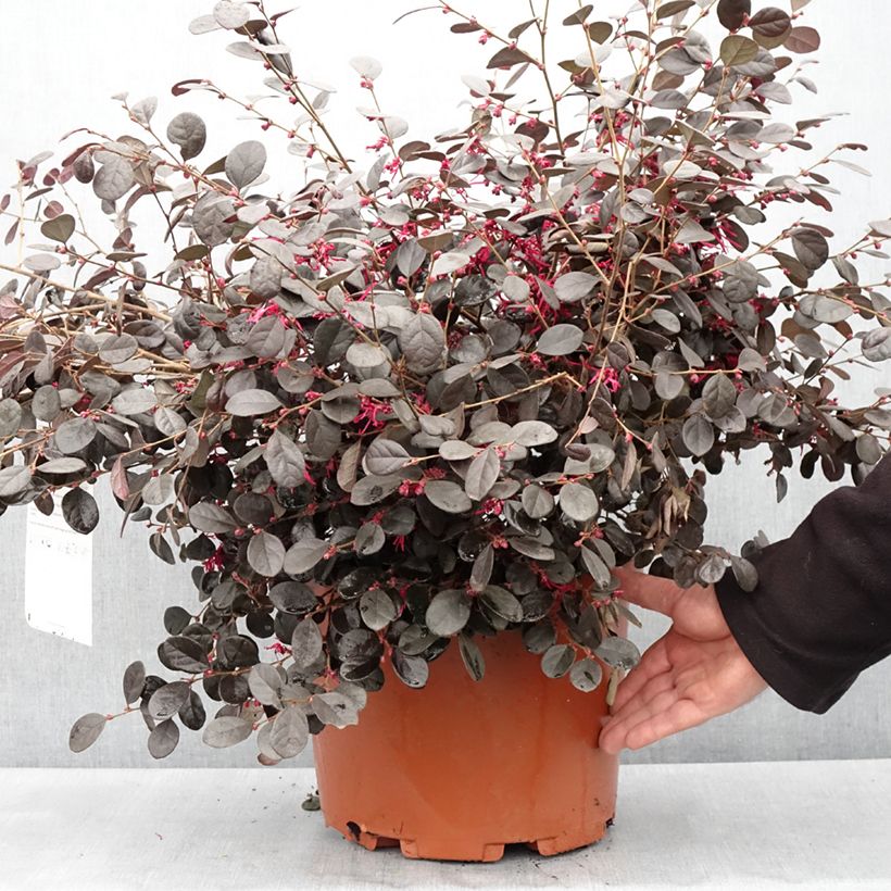 Exemplaar van Loropetalum chinense Ever Red - Chinese franjeboom Pot van 7,5 l/10 l zoals geleverd in de lente