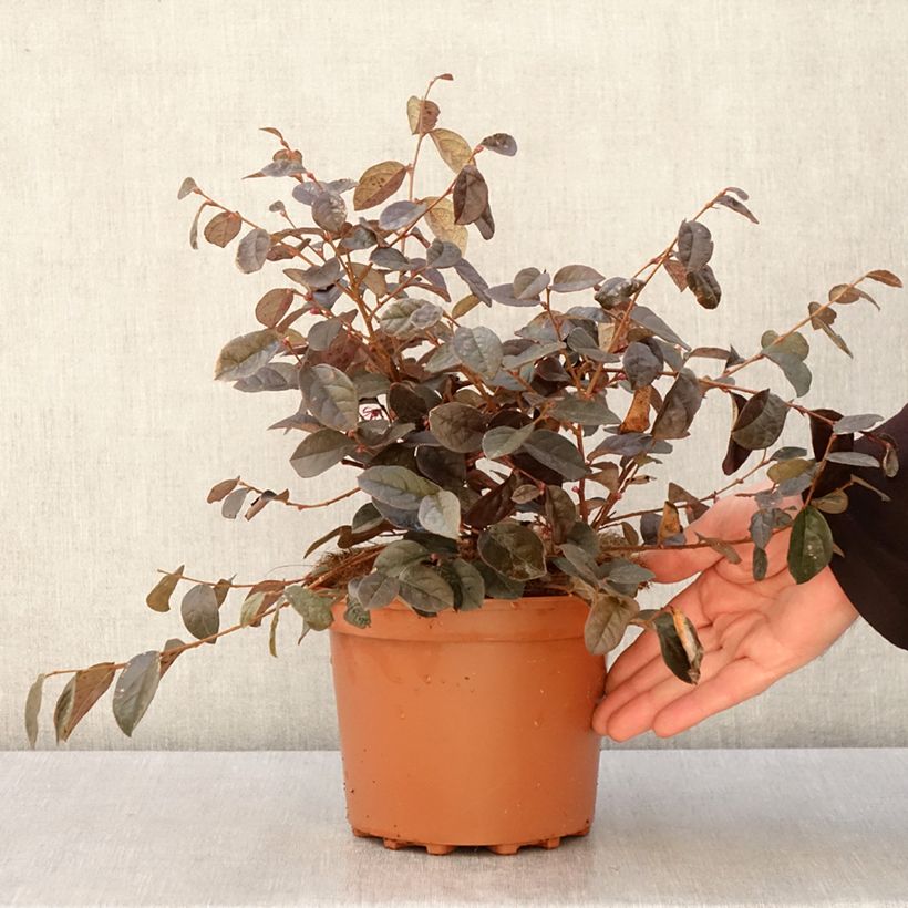 Example of Loropetalum chinense - Loropétale de Chine Pot van 2 l/3 l as you get in printemps